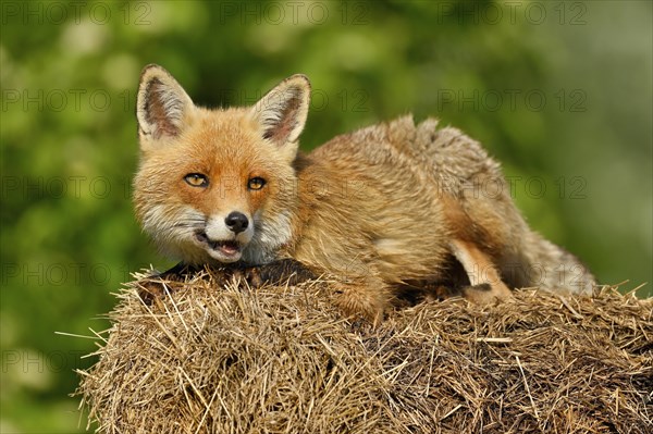 Red fox