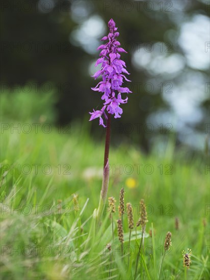 Early purple orchid