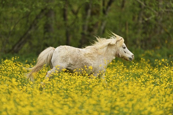 Icelandic horse