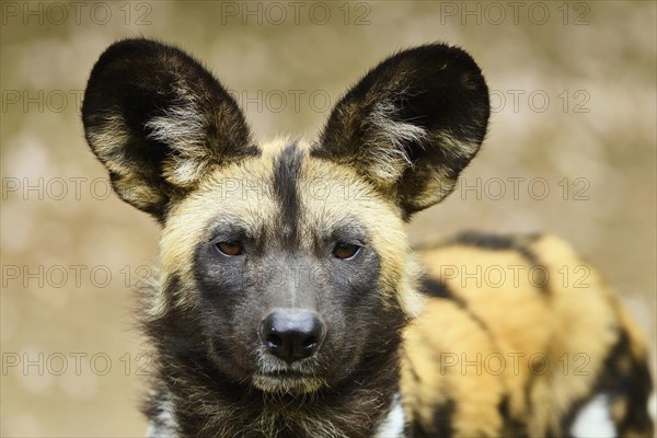 African wild dog