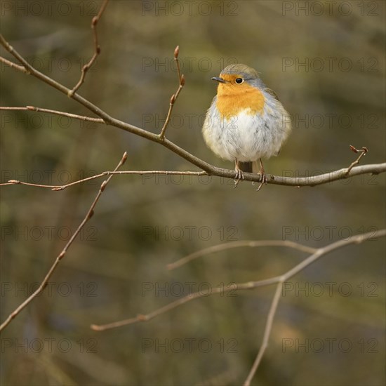 European robin