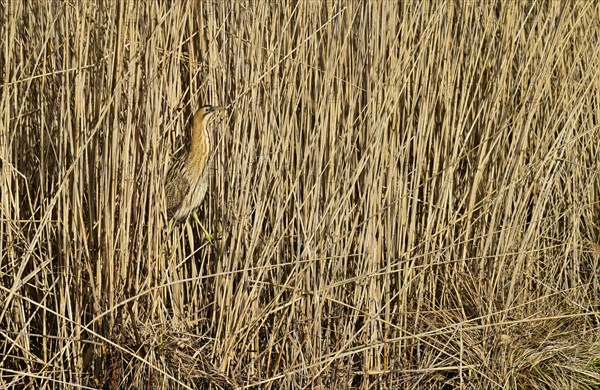 Eurasian bittern