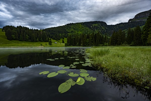 Schwendisee with water lilies