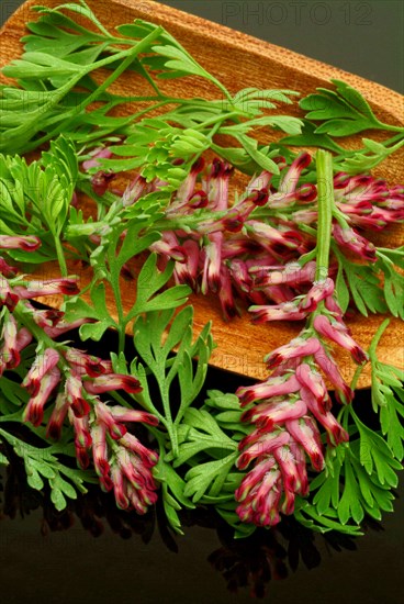 Medicinal plant Common fumitory