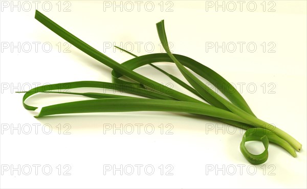 Medicinal plant genuine sea onion