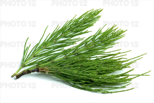 Field horsetail