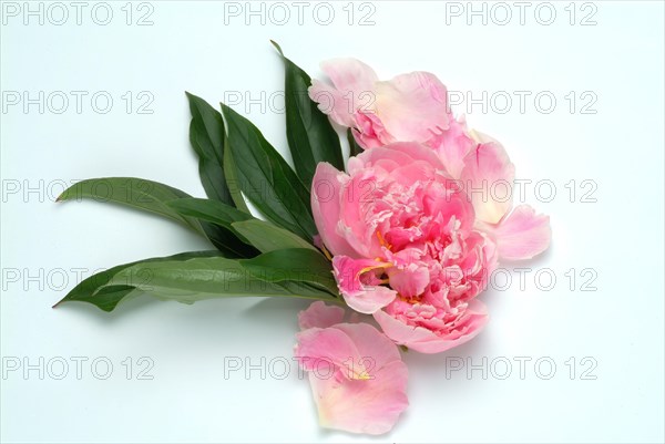 European peony