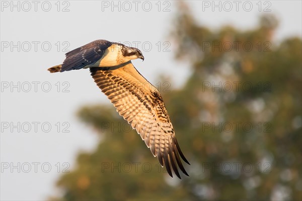 Western osprey