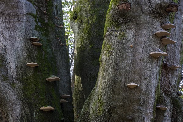 Common beech