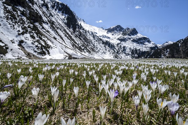 Meadow full of white and purple crocuses