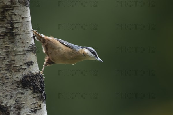 European nuthatch