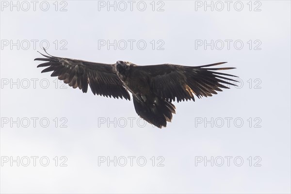 Juvenile bearded vulture