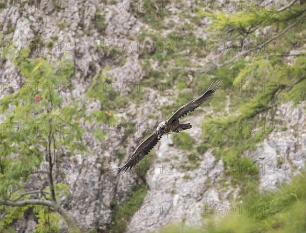 Juvenile bearded vulture