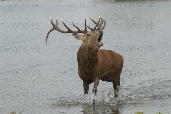 Red deer