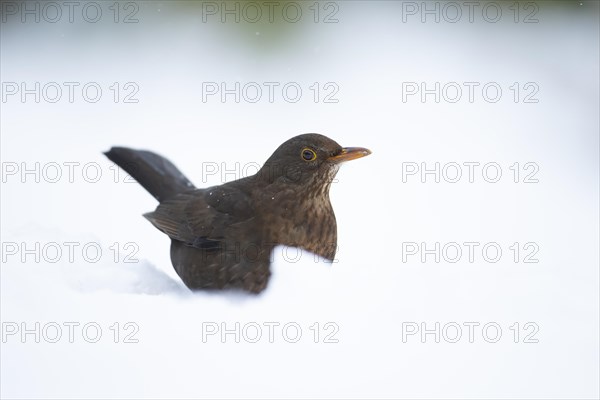 European blackbird