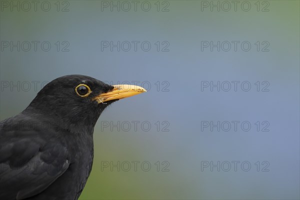 European blackbird