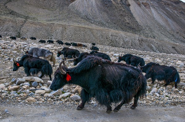 Yaks