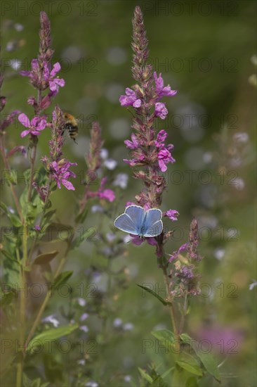 Common blue butterfly