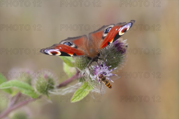 Peacock butterfly