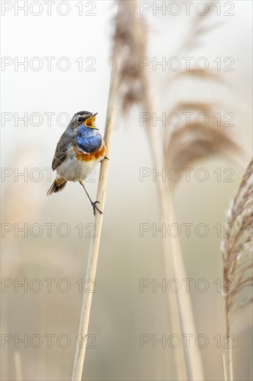 Mating bluethroat