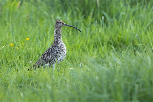 Eurasian curlew