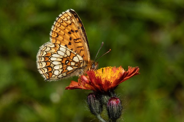 Valerian fritillary