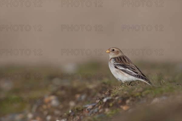 Snow bunting