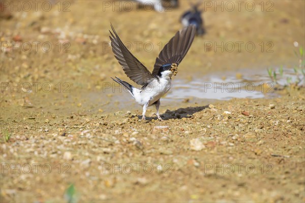 Common house martin