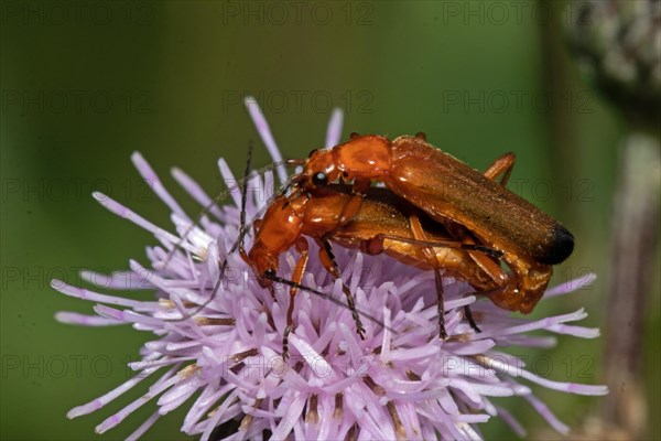 Red soft-bodied beetle two beetles mating sitting on violet flower seen on left side