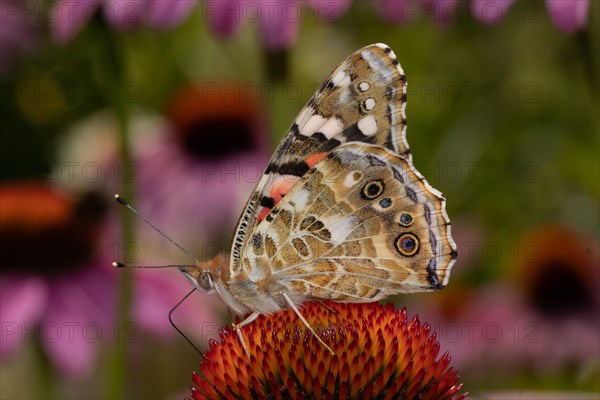 Thistle butterfly butterfly with closed wings sitting on red flower sucking left seeing