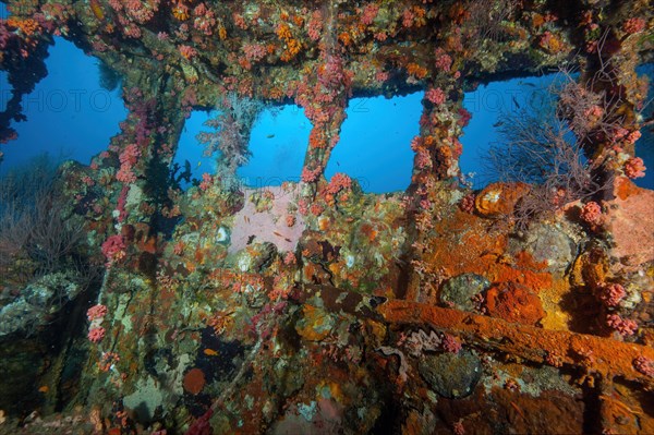 Corals stony coral