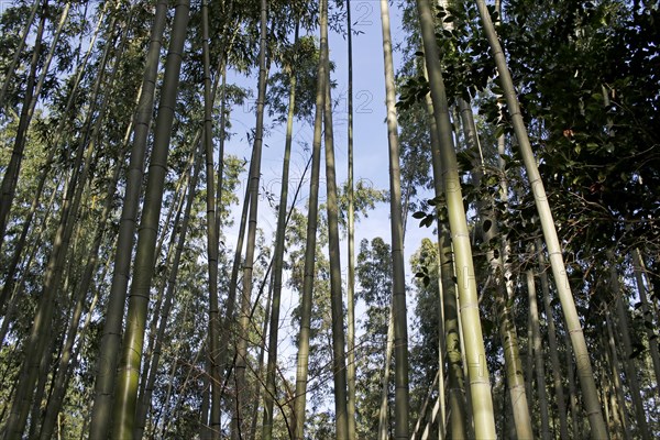 Bamboo trunks in the Arashiyama bamboo forest in Kyoto