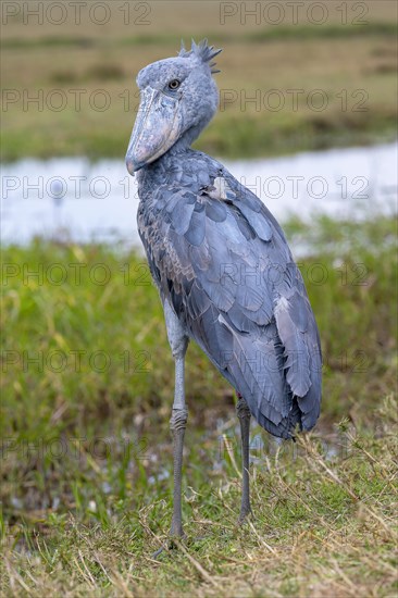 Shoebill