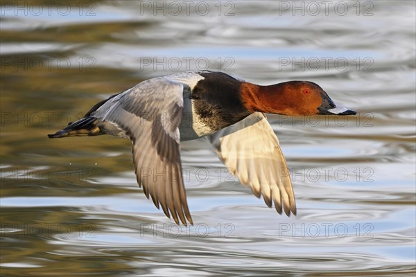 Common pochard