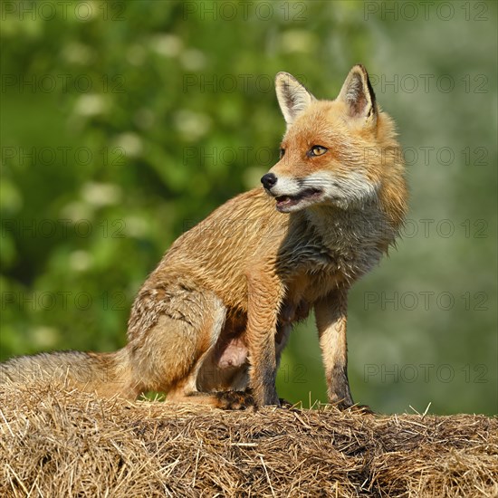 Red fox