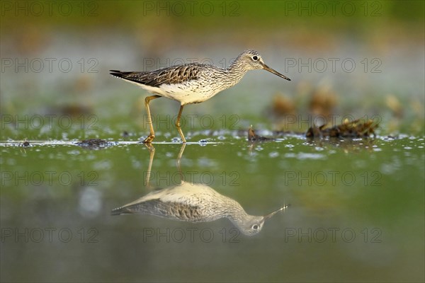 Common greenshank