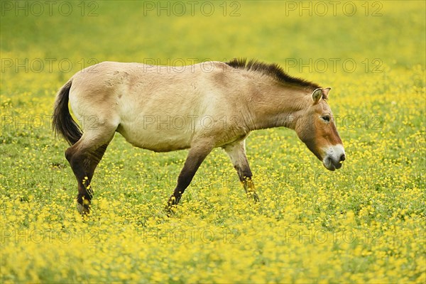 Przewalski's horse