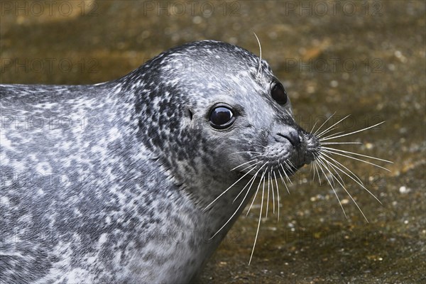 Harbor seal