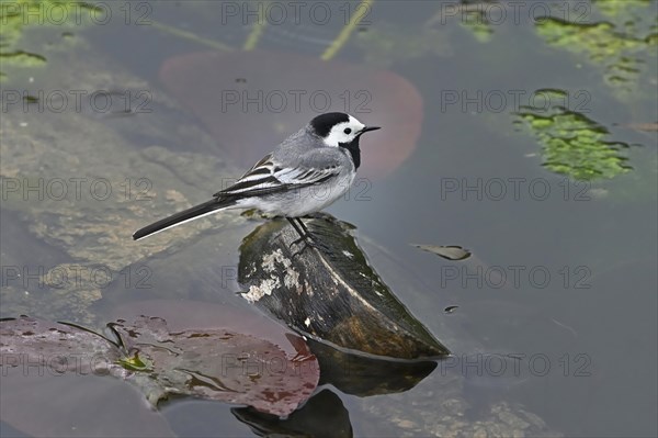 White wagtail