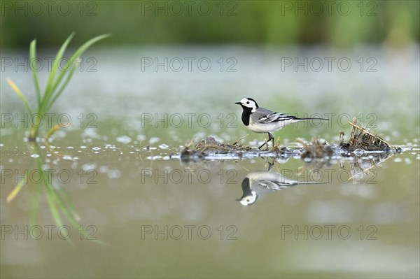 White wagtail