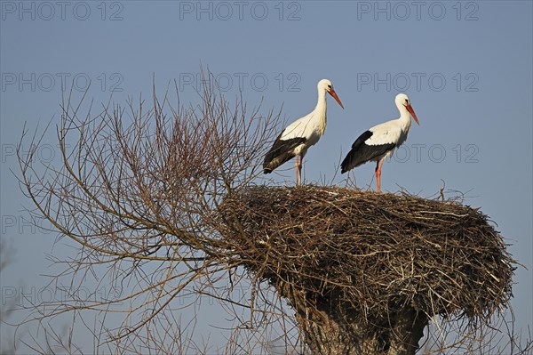 Two white storks