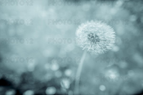 Flowering dandelion