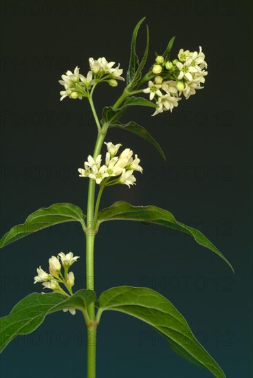 Medicinal plant white swallowwort