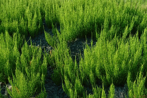 Field horsetail