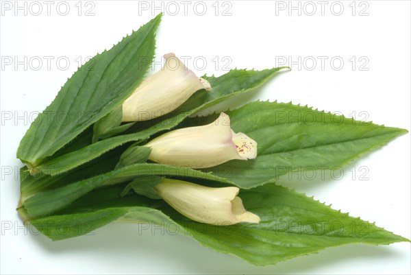 Big-flowered foxglove