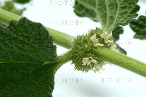 White horehound