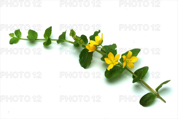 Creeping jenny