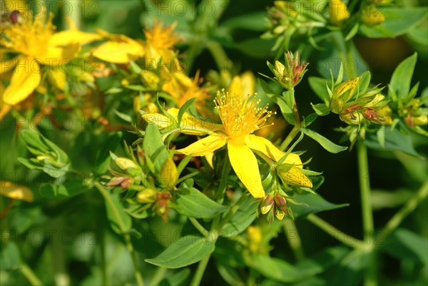 Medicinal plant St. John's wort