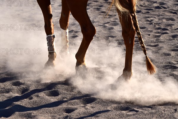 Training of an American Quarter Horse in western riding on a dusty riding arena in midsummer