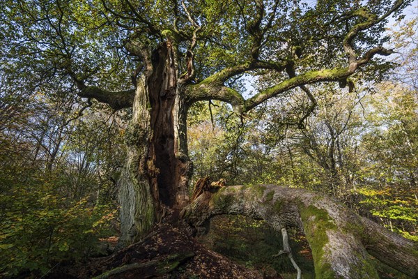 Old English oak